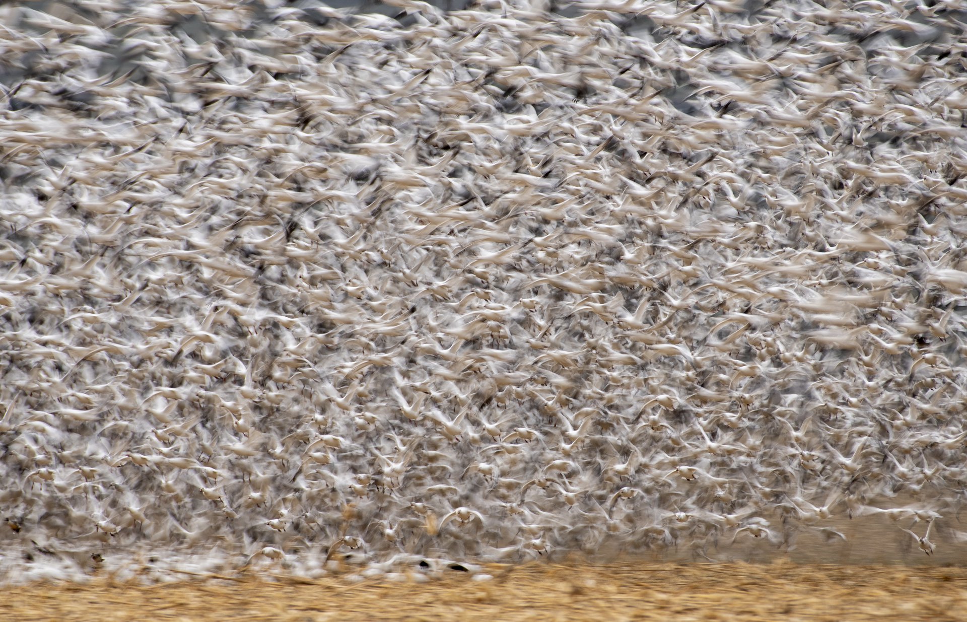 Snow Geese